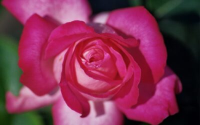 Szaleństwo miłości, czyli o Bogu, miłości i harmonii.