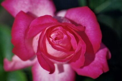 Róża z ogrodu. Autor zdjęcia: Stanisław Wildanger@