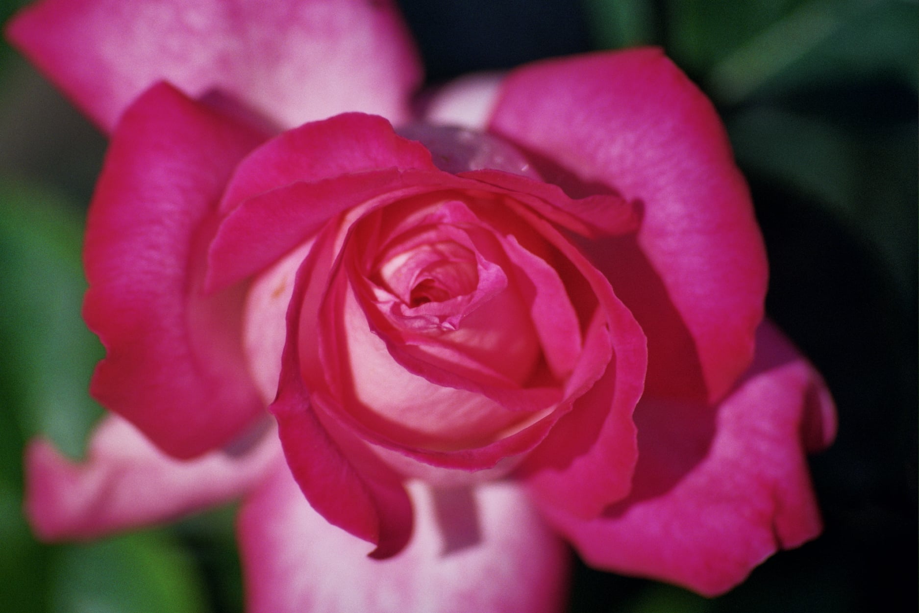 Szaleństwo miłości, czyli o Bogu, miłości i harmonii.